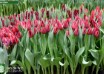 Tulipa Pallada (2)